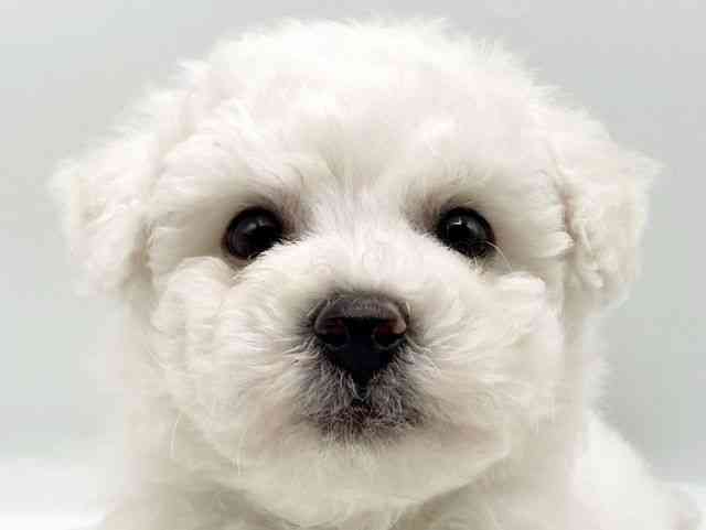 奈良県のビションフリーゼ (ひごペットフレンドリートナリエ大和高田店/2025年8月12日生まれ/男の子/ホワイト)の子犬の1枚目の画像