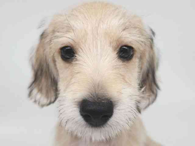 大阪府のシュナックス(シュナウザー×ダックス) (ひごペットフレンドリー泉ヶ丘店/2025年8月12日生まれ/男の子/レッド)の子犬の1枚目の画像