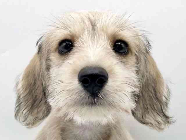 奈良県のシュナックス(シュナウザー×ダックス) (ひごペットフレンドリートナリエ大和高田店/2025年8月12日生まれ/男の子/レッド)の子犬の1枚目の画像