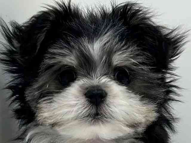 奈良県のポメマル/マルポメ(ポメラニアン×マルチーズ) (ひごペットフレンドリーイオンモール橿原ウエスト・ビレッジ店/2025年8月12日生まれ/男の子/ブラックタンホワイト)の子犬の1枚目の画像