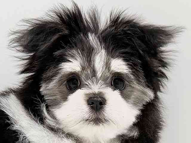 奈良県のポメマル/マルポメ(ポメラニアン×マルチーズ) (ひごペットフレンドリーイオンモール橿原ウエスト・ビレッジ店/2025年8月12日生まれ/男の子/ブラックタンホワイト)の子犬の1枚目の画像