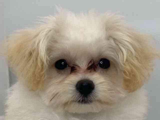 島根県のポメプー(ポメラニアン×プードル) (ひごペットフレンドリーイオンモール出雲店/2025年8月12日生まれ/女の子/クリーム)の子犬の1枚目の画像