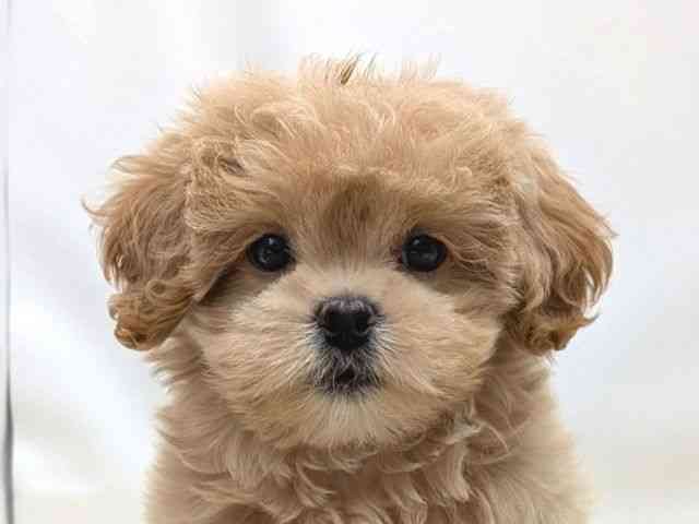 広島県のペキプー(ペキニーズ×プードル) (ひごペットフレンドリーゆめタウン廿日市店/2025年8月11日生まれ/女の子/アプリコット)の子犬の1枚目の画像