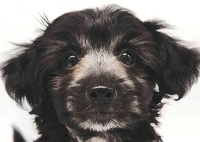 大阪府のマルプー(マルチーズ×プードル) (ひごペットフレンドリー泉ヶ丘店/2025年8月10日生まれ/女の子/ブラック)の子犬の1枚目の画像