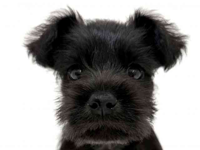 大阪府のミニチュアシュナウザー (ひごペットフレンドリーくずはモール店/2025年8月9日生まれ/男の子/ブラック)の子犬の1枚目の画像