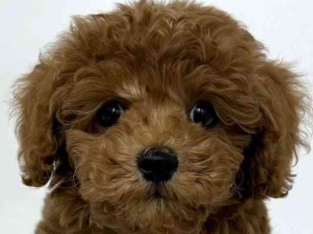 大阪府のトイプードル(トイ) (ひごペットフレンドリーベルファⅡ都島店/2025年8月8日生まれ/男の子/レッド)の子犬の1枚目の画像