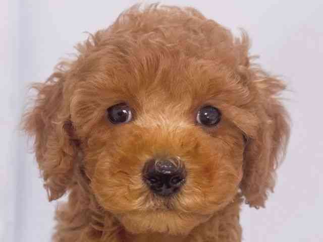 大阪府のトイプードル(トイ) (ひごペットフレンドリーイズミヤショッピングセンター千里丘店/2025年8月8日生まれ/女の子/レッド)の子犬の1枚目の画像