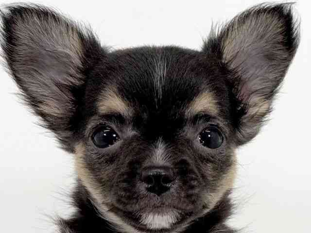 京都府のチワワ(ロング) (ひごペットフレンドリーイズミヤショッピングセンター八幡店/2025年8月12日生まれ/男の子/ブラックタンホワイト)の子犬の1枚目の画像