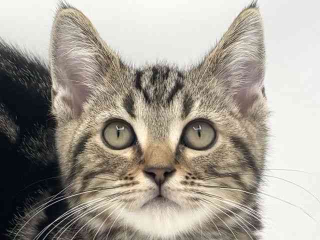 兵庫県のアメリカンショートヘアー (ひごペットフレンドリークラウンパーク伊丹店/2025年8月9日生まれ/男の子/ブラウンタビー)の子猫の1枚目の画像