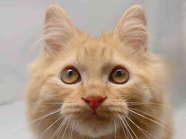 京都府のミヌエット (ひごペットフレンドリー洛北阪急スクエア店/2025年7月19日生まれ/男の子/レッドタビー)の子猫の1枚目の画像