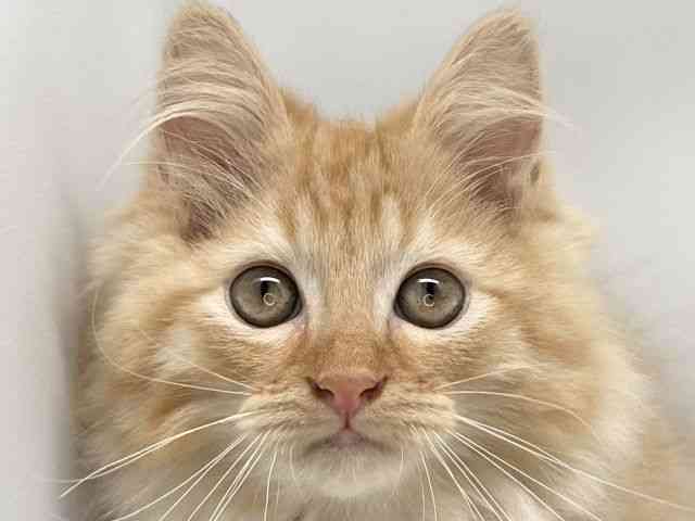 京都府のミヌエット (ひごペットフレンドリー洛北阪急スクエア店/2025年7月19日生まれ/男の子/レッドタビー)の子猫の1枚目の画像