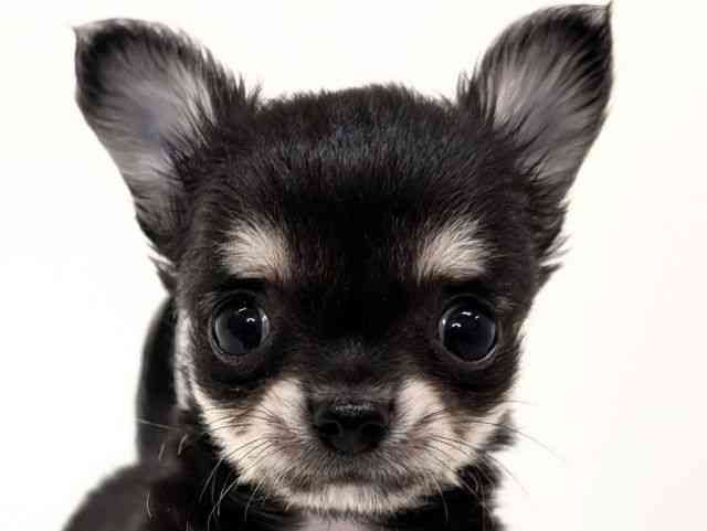 福岡県のチワワ(ロング) (ひごペットフレンドリーリバーウォーク北九州店/2025年8月13日生まれ/男の子/ブラッククリーム)の子犬の1枚目の画像