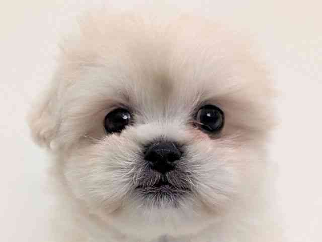 福岡県のペキマル/マルペキ(ペキニーズ×マルチーズ) (ひごペットフレンドリーリバーウォーク北九州店/2025年8月12日生まれ/男の子/クリーム)の子犬の1枚目の画像