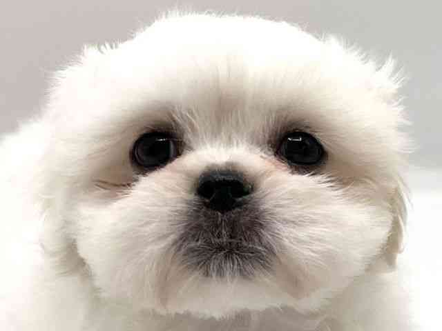 京都府のペキマル/マルペキ(ペキニーズ×マルチーズ) (ひごペットフレンドリーイオンモール高の原店/2025年8月12日生まれ/男の子/ホワイト)の子犬の1枚目の画像