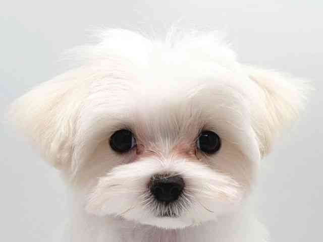 奈良県のマルチーズ (ひごペットフレンドリー田原本店/2025年8月13日生まれ/男の子/ホワイト)の子犬の1枚目の画像