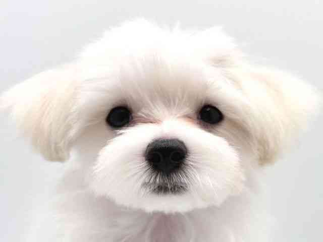 奈良県のマルチーズ (ひごペットフレンドリー田原本店/2025年8月13日生まれ/男の子/ホワイト)の子犬の1枚目の画像