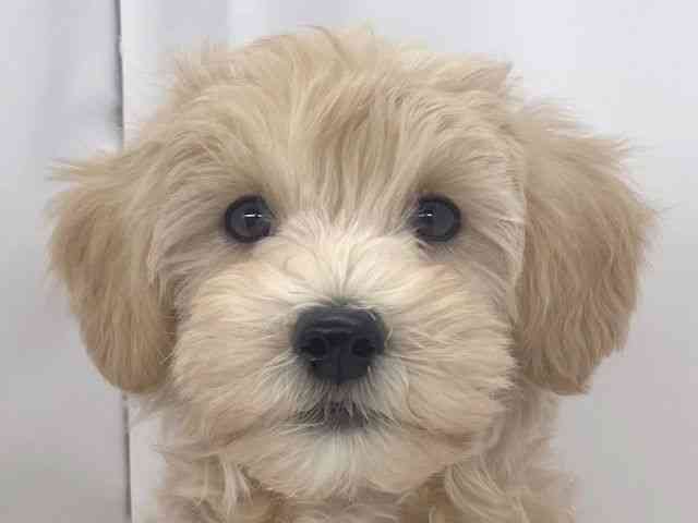 兵庫県のハーフ犬・ミックス犬 (ひごペットフレンドリーイオンタウン加古川店/2025年8月13日生まれ/男の子/クリーム)の子犬の1枚目の画像