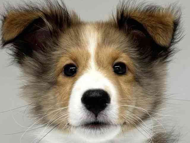 大阪府のシェットランドシープドッグ (ひごペットフレンドリーセブンパーク天美店/2025年8月11日生まれ/男の子/セーブルホワイト)の子犬の1枚目の画像