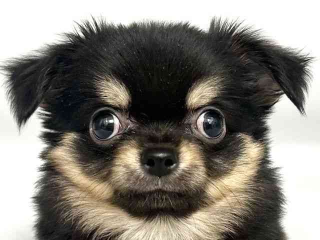 大阪府のチワワ(ロング) (ひごペットフレンドリー岸和田店/2025年8月12日生まれ/男の子/ブラックタン)の子犬の1枚目の画像