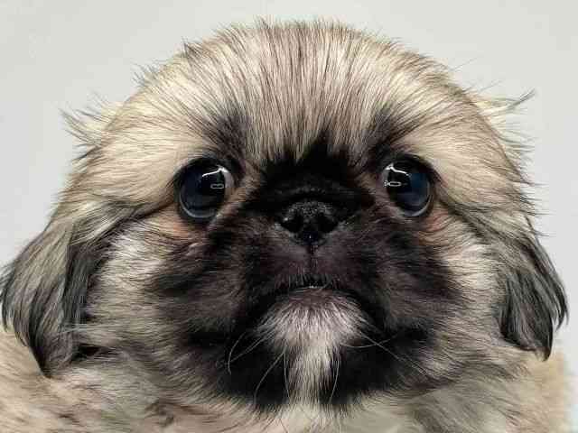 大阪府のペキニーズ (ひごペットフレンドリーセブンパーク天美店/2025年8月13日生まれ/女の子/フォーン)の子犬の1枚目の画像