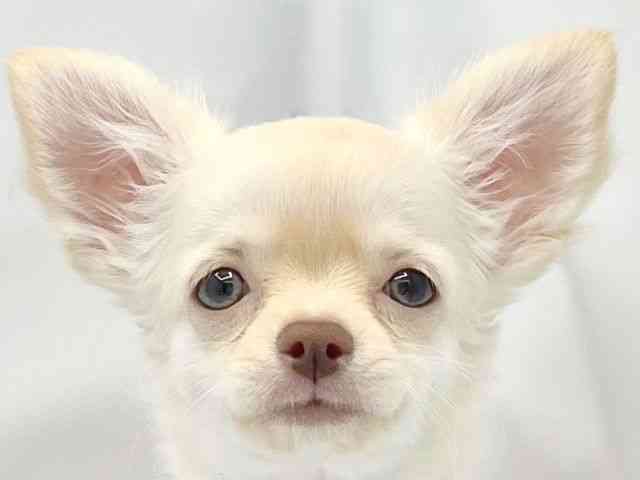 大阪府のチワワ(ロング) (ひごペットフレンドリーイトーヨーカドー津久野店/2025年8月13日生まれ/女の子/クリーム)の子犬の1枚目の画像