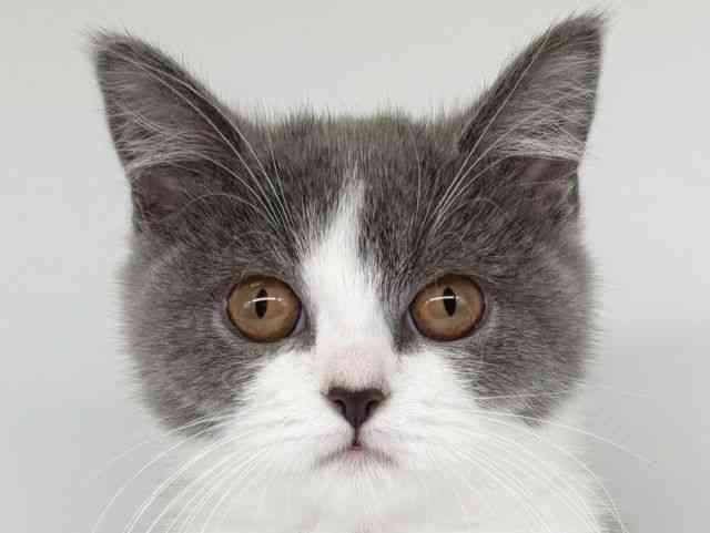 大阪府のブリティッシュショートヘアー (ひごペットフレンドリー瓜破店/2025年8月12日生まれ/女の子/ブルーホワイト)の子猫の1枚目の画像