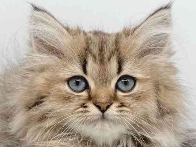 大阪府のペルシャ (ひごペットフレンドリー瓜破店/2025年8月1日生まれ/男の子/チンチラゴールデン)の子猫の1枚目の画像