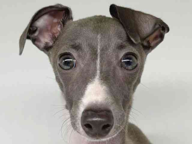 大阪府のイタリアングレーハウンド (ひごペットフレンドリー瓜破店/2025年8月12日生まれ/女の子/ブルーホワイト)の子犬の1枚目の画像