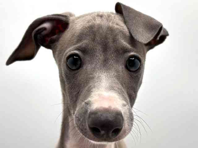 奈良県のイタリアングレーハウンド (ひごペットフレンドリー田原本店/2025年8月12日生まれ/男の子/ブルーホワイト)の子犬の1枚目の画像