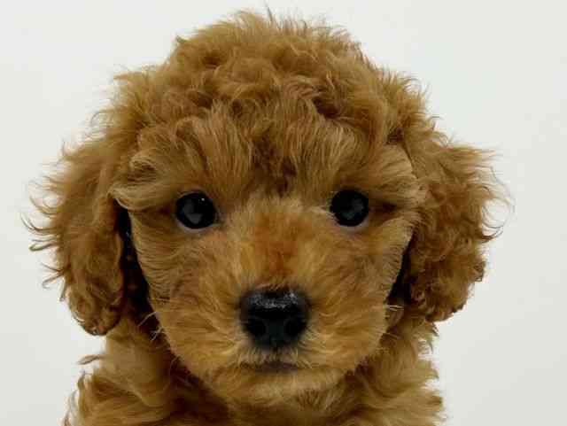 兵庫県のトイプードル(トイ) (ひごペットフレンドリーイオンタウン加古川店/2025年8月14日生まれ/女の子/レッドフォーン)の子犬の1枚目の画像