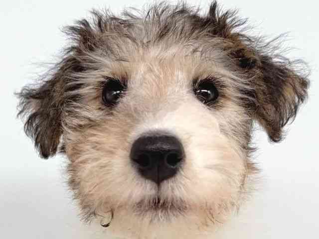 大阪府のワイアーフォックステリア (ひごペットフレンドリー瓜破店/2025年8月14日生まれ/男の子/ホワイトブラックタン)の子犬の1枚目の画像