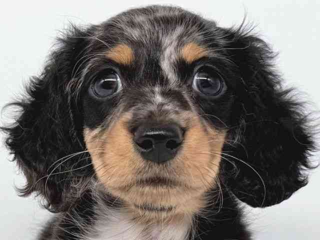 大阪府のミニチュアダックスフンド(ロング) (ひごペットフレンドリー瓜破店/2025年8月12日生まれ/女の子/シルバーダップル)の子犬の1枚目の画像