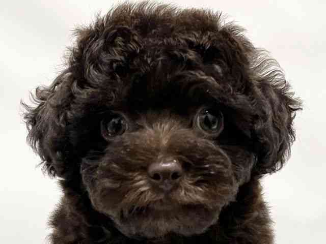 和歌山県のチワプー/プーチー(チワワ×プードル) (ひごペットフレンドリーパームシティ和歌山店/2025年8月8日生まれ/男の子/チョコレート)の子犬の1枚目の画像