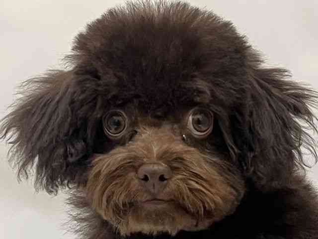 和歌山県のチワプー/プーチー(チワワ×プードル) (ひごペットフレンドリーパームシティ和歌山店/2025年8月8日生まれ/男の子/チョコレート)の子犬の1枚目の画像