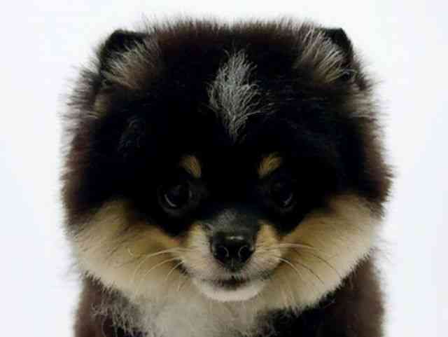 広島県のポメラニアン (ひごペットフレンドリーフジグラン神辺店/2025年8月12日生まれ/男の子/ブラックタンホワイト)の子犬の1枚目の画像