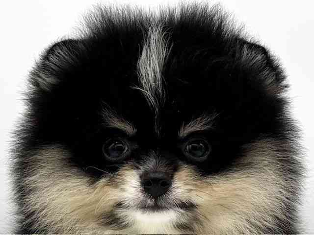 大阪府のポメラニアン (ひごペットフレンドリーららぽーとEXPOCITY店/2025年8月12日生まれ/男の子/ブラックタンホワイト)の子犬の1枚目の画像