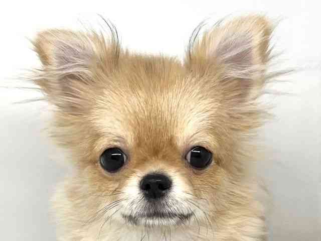 徳島県のチワワ(ロング) (ひごペットフレンドリーゆめタウン徳島店/2025年8月13日生まれ/男の子/フォーンホワイト)の子犬の1枚目の画像