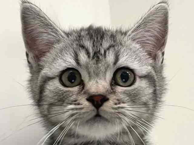 兵庫県のスコティッシュフォールド (ひごペットフレンドリーイトーヨーカドー明石店/2025年8月11日生まれ/男の子/シルバータビー)の子猫の1枚目の画像