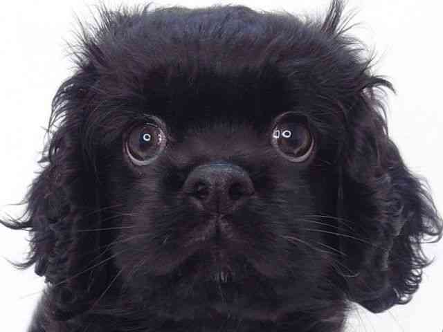 大阪府のハーフ犬・ミックス犬 (ひごペットフレンドリーいこらもーる泉佐野店/2025年8月14日生まれ/女の子/ブラックホワイト)の子犬の1枚目の画像