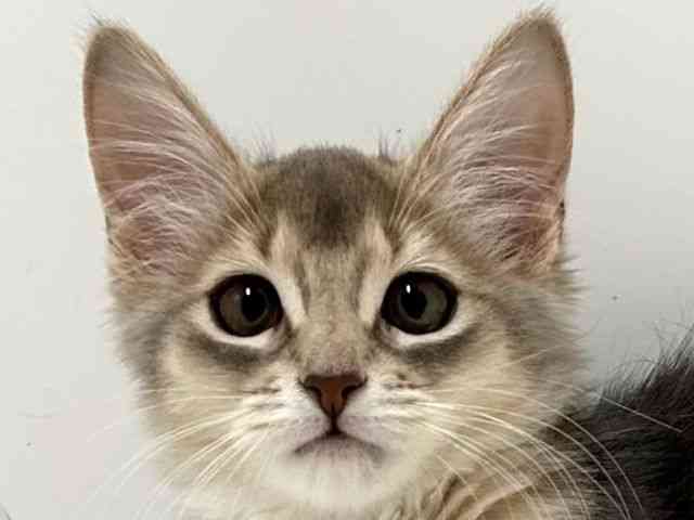 奈良県のソマリ (ひごペットフレンドリーイオンモール橿原ウエスト・ビレッジ店/2025年8月14日生まれ/女の子/ブルー)の子猫の1枚目の画像