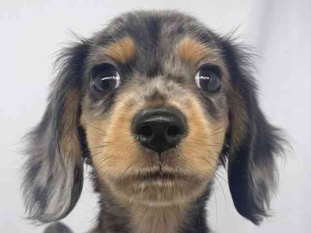 兵庫県のミニチュアダックスフンド(ロング) (ひごペットフレンドリーイオンタウン加古川店/2025年8月17日生まれ/男の子/シルバーダップル)の子犬の1枚目の画像