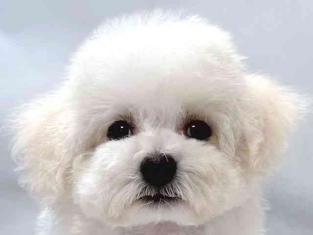 大阪府のビションフリーゼ (ひごペットフレンドリー堺プラットプラット店/2025年8月17日生まれ/男の子/ホワイト)の子犬の1枚目の画像