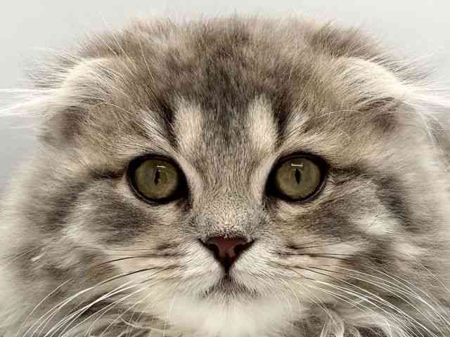 兵庫県のスコティッシュフォールド (ひごペットフレンドリークラウンパーク伊丹店/2025年8月15日生まれ/男の子/ブルータビーホワイト)の子猫の1枚目の画像