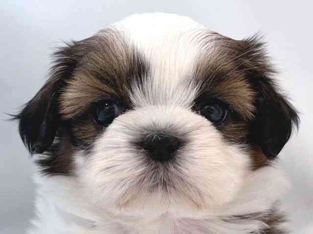 大阪府のシーズー (ひごペットフレンドリー堺プラットプラット店/2025年8月16日生まれ/女の子/ホワイトゴールド)の子犬の1枚目の画像