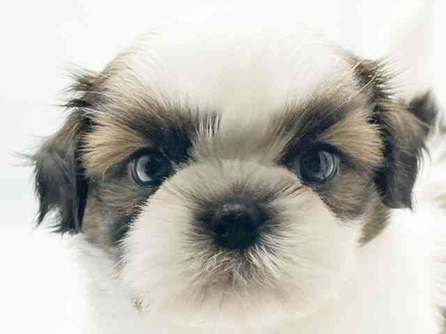 兵庫県のシーズー (ひごペットフレンドリーコロワ甲子園店/2025年8月16日生まれ/男の子/ホワイトゴールド)の子犬の1枚目の画像