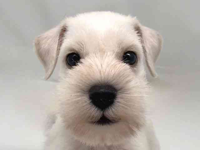 京都府のミニチュアシュナウザー (ひごペットフレンドリー洛北阪急スクエア店/2025年8月13日生まれ/女の子/ホワイト)の子犬の1枚目の画像