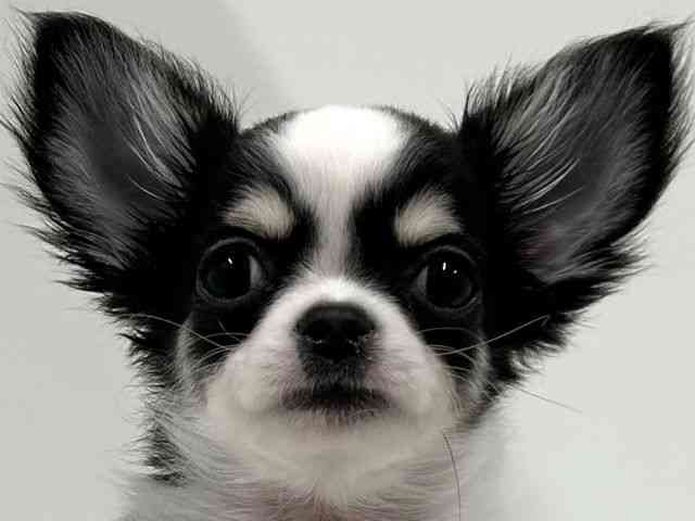 奈良県のチワワ(ロング) (ひごペットフレンドリーイオンモール橿原ウエスト・ビレッジ店/2025年8月16日生まれ/男の子/ホワイトブラックタン)の子犬の1枚目の画像