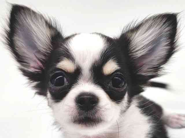 大阪府のチワワ(ロング) (ひごペットフレンドリー泉ヶ丘店/2025年8月16日生まれ/男の子/ホワイトブラックタン)の子犬の1枚目の画像