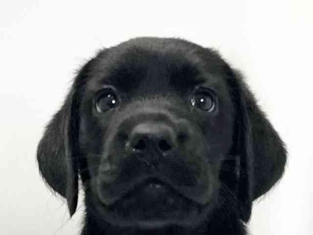 愛媛県のラブラドールレトリーバー (ひごペットフレンドリーイオンモール今治新都市店/2025年8月16日生まれ/女の子/ブラック)の子犬