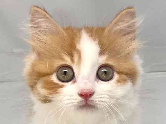 京都府のサイベリアン (ひごペットフレンドリー洛北阪急スクエア店/2025年8月16日生まれ/女の子/レッドタビーホワイト)の子猫の1枚目の画像